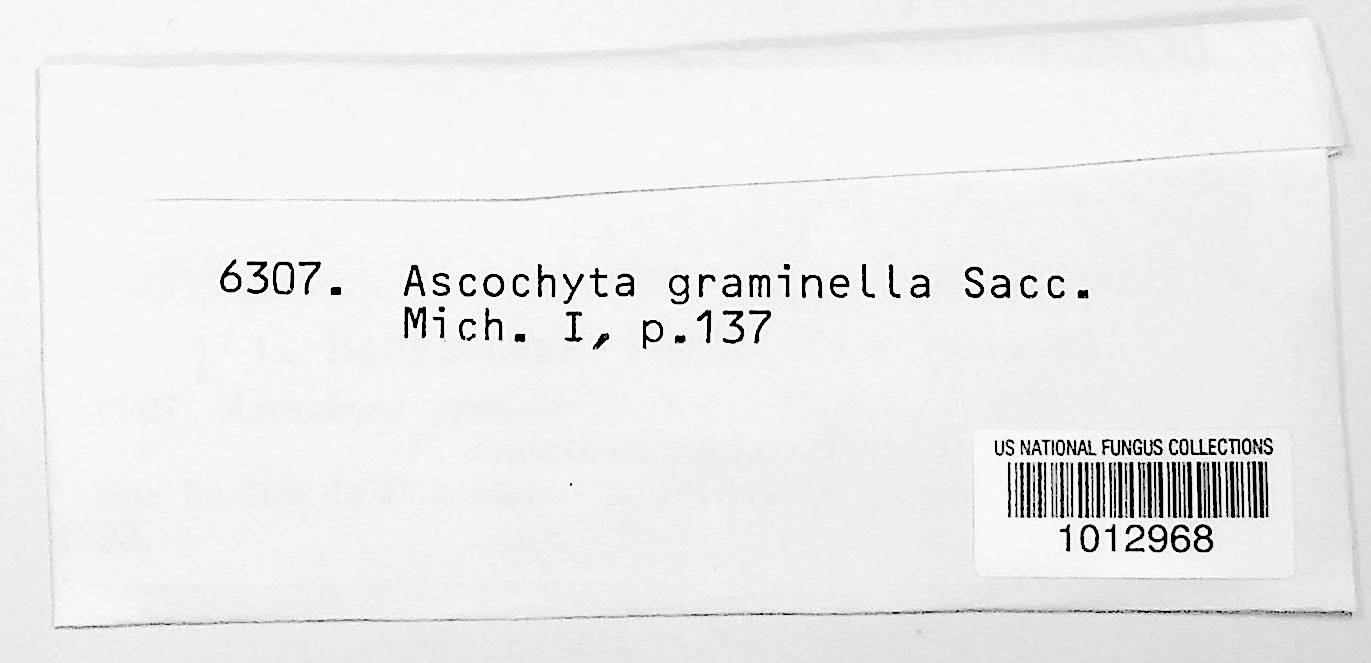 Ascochyta graminea thumbnail
